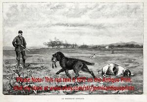 Dog Curly Coated Retriever Pointer Hunting Dog Training 1880s Antique Print