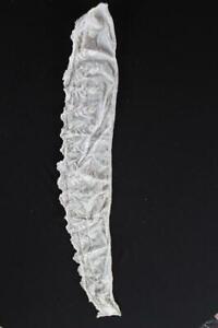 Rare French Antique Victorian Cotton Hand Embroidered Lace Trim 28 L X 4 1 2 W