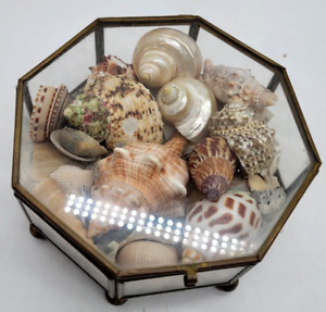 Vintage Glass Brass Octagon Display Filled With Exotic Sea Shells
