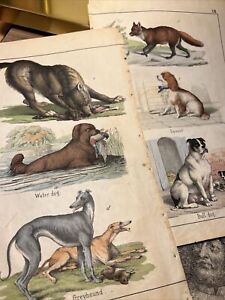 Dogs Wolf Fox Hunting Antique Lithograph 1858 Plant Book Hand Colored Image