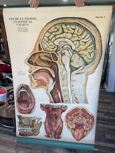 Antique Anatomy Chart American Frohse Max Brodel Signed Mounted 1919