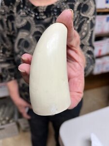 Blank Sperm Whale Replica Tooth Ready To Scrimshaw 00