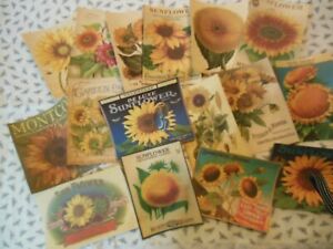 Set Of 16 Large Vintage Victorian Sunflower Vintage Images Large Size Images
