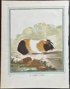 Buffon Guinea Pig 192 1750 Histoire Naturelle Engraving