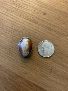 Antique Sterling Silver Cowrie Shell Snuff Box